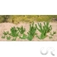 Petits Cactus